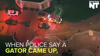 Police are searching for a 2-year-old who was snatched by an alligator