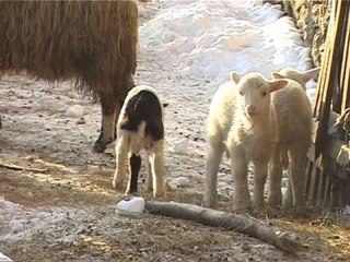 DIMRI I MADH NJE DITE NE LUREN E LARGET TE BLLOKUAR NGA DEBORA LAJM