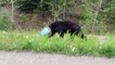 Un ours la tête coincée dans le bidon de café sauvé par des biologistes