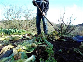 Cultivo de coles en el huerto (tuhuertofacil.es)