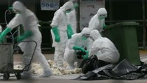 China detecta três casos de humanos infectados por gripe aviária H7N9