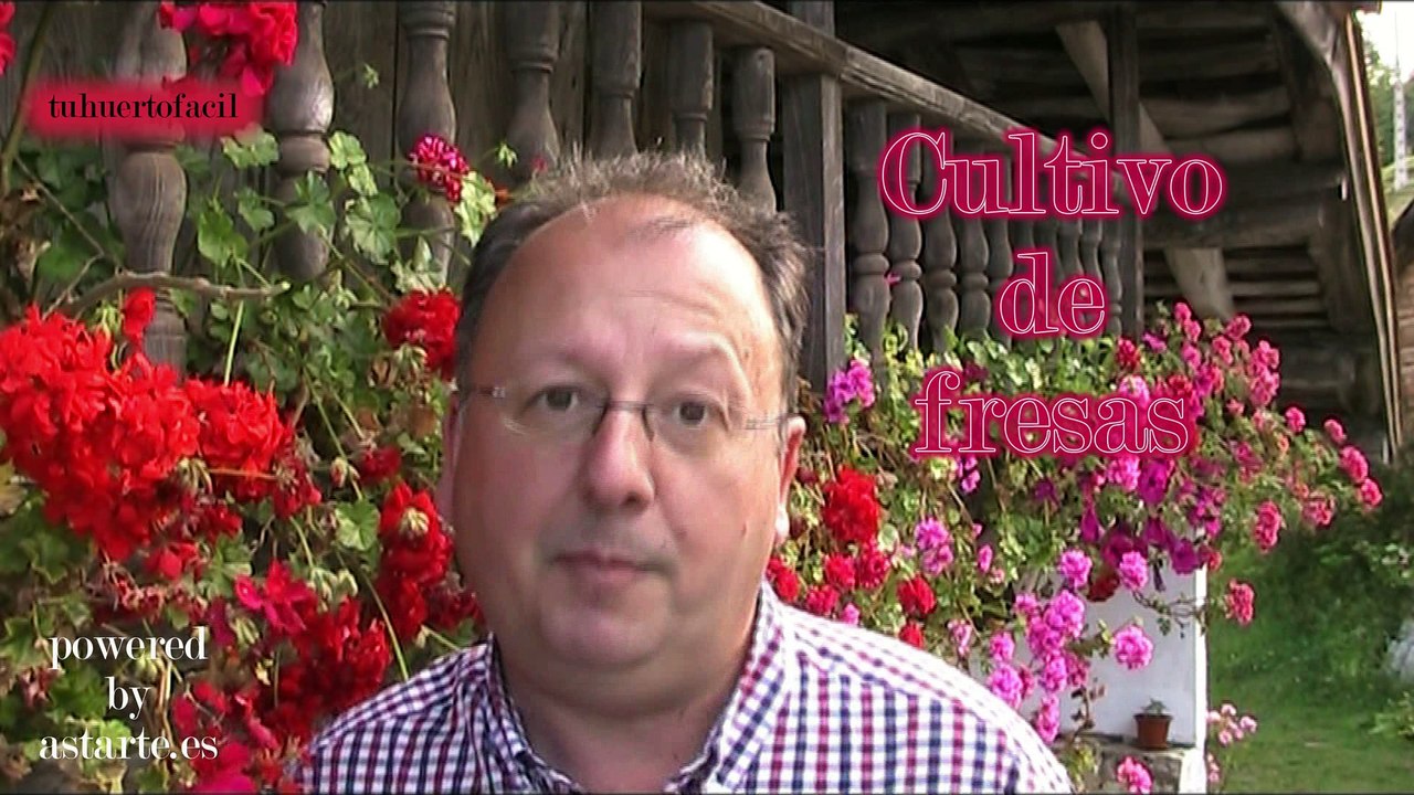 Cultivo de fresas en el huerto (tuhuertofacil.es)