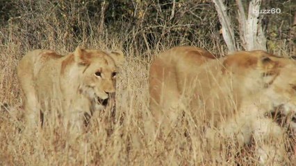 Lions in India Charged with Murder and Sentenced to Life in a Zoo