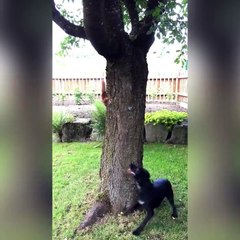 This squirrel completely mugs this dog off and it's hilarious!