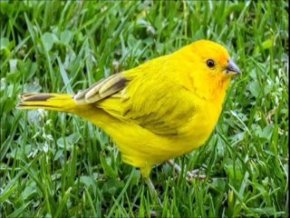 Canário do Reino em estado selvagem, Ouça o seu lindo canto!