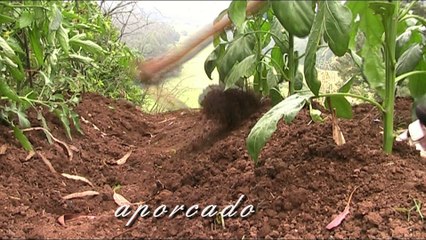 Cultivo de pimientos en el huerto (tuhuertofacil.es)
