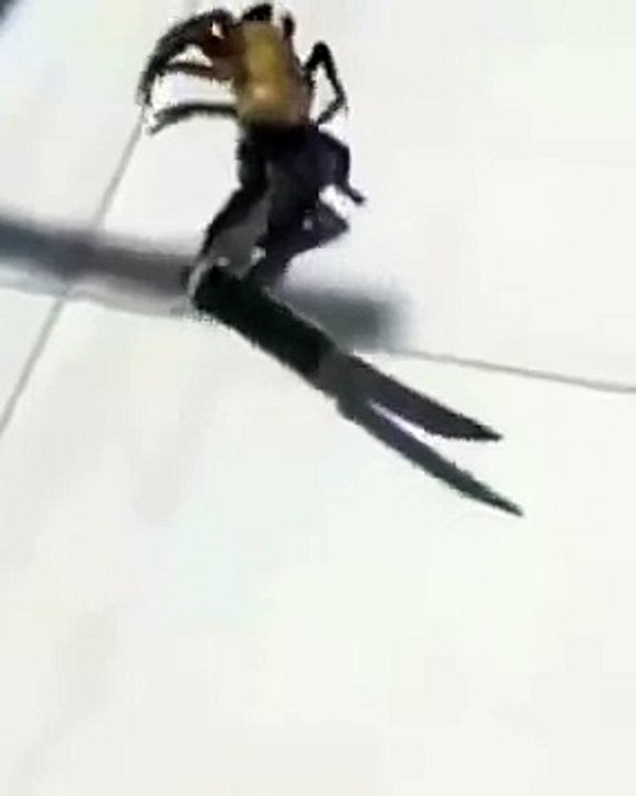 Краб с ножом пытается убежать из ресторана!