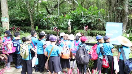 Sanctuary offers hope for endangered Philippine eagle