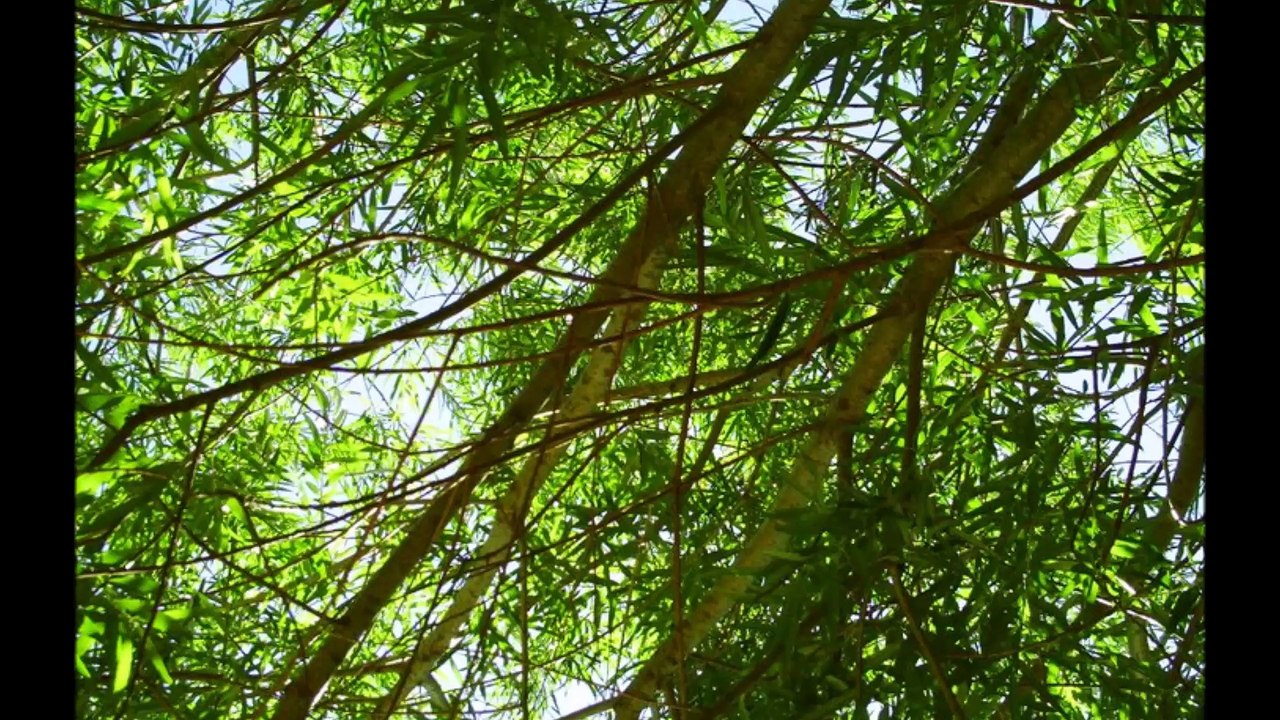 BestandAufnahme - Schleswig-Holstein Folge 01 /Full Film/Complete Movie/Ganzer Film