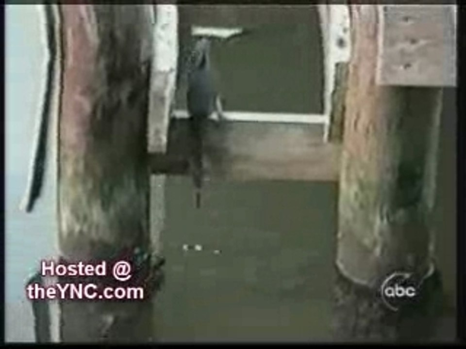 ANIMAIS INTELIGENTES