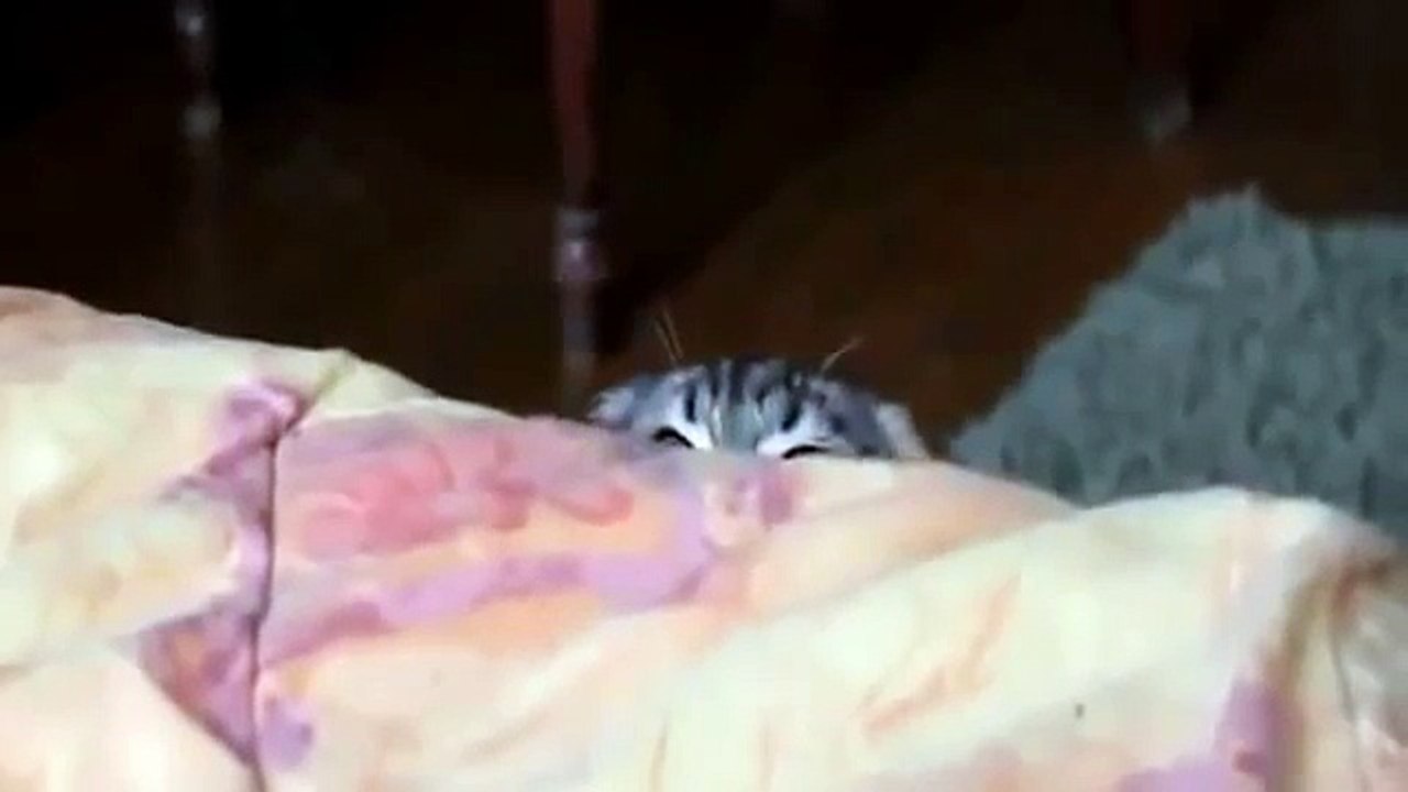 Ce chaton observe quelque chose sur le lit, mais son expression est comment dire...  Oh mon dieu, elle est tordante !