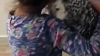 Snowy Owl & baby girl  - Whatsapp Viral Videos