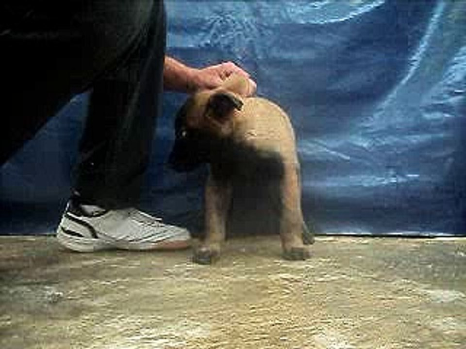 Pastor belga malinois macho 2 meses