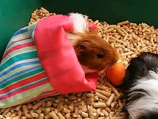 2 months sheltie guinea pigs