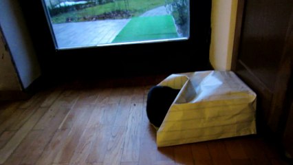 Bag chasing cat - Funny