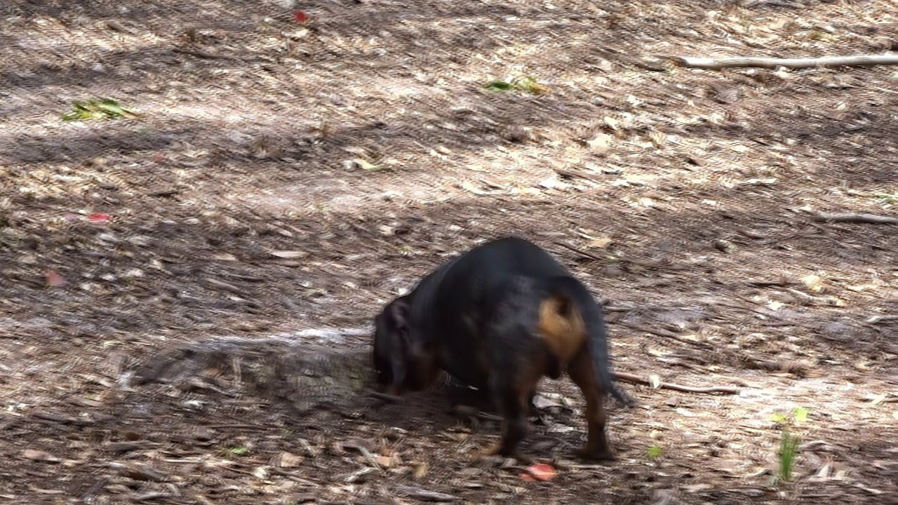 Jerzy at dog park, 1st time