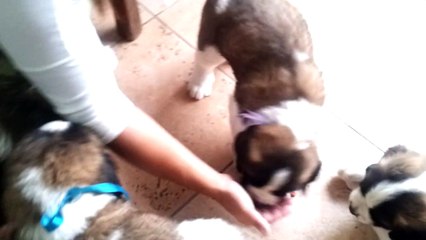 Cachorros San Bernardo 23 Febrero