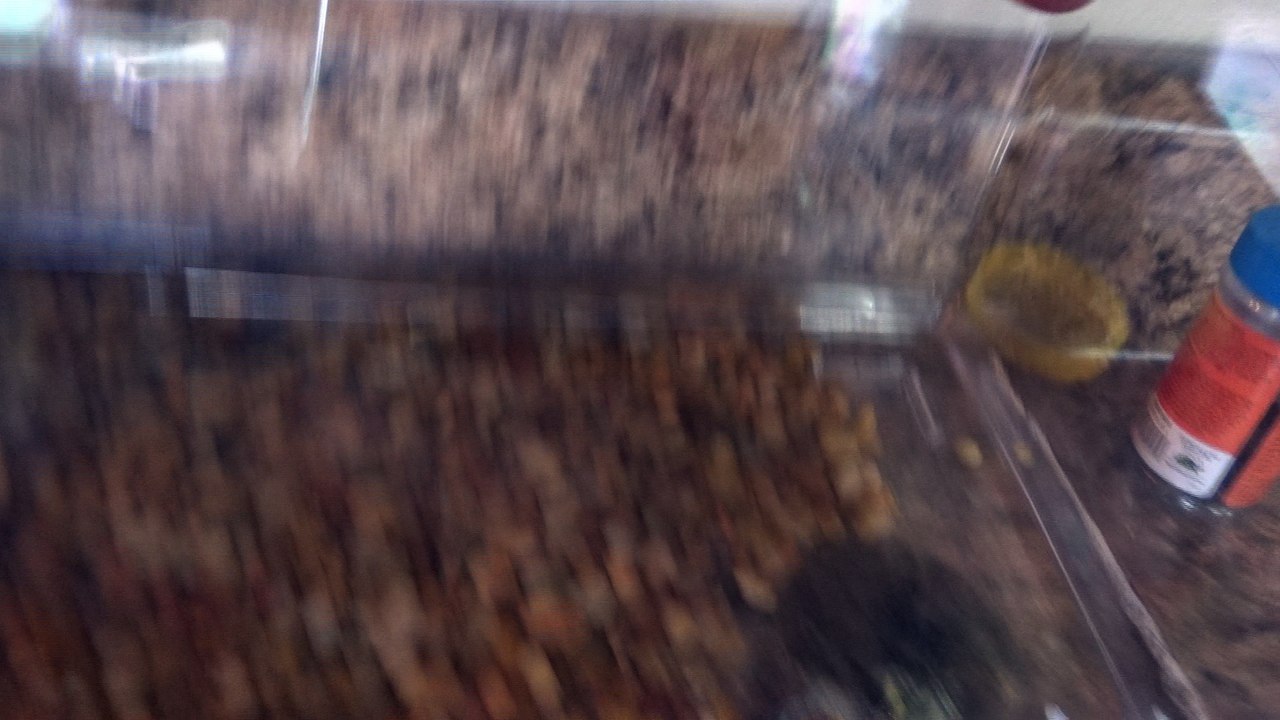 Kreashawn the Turtle missing skrimps