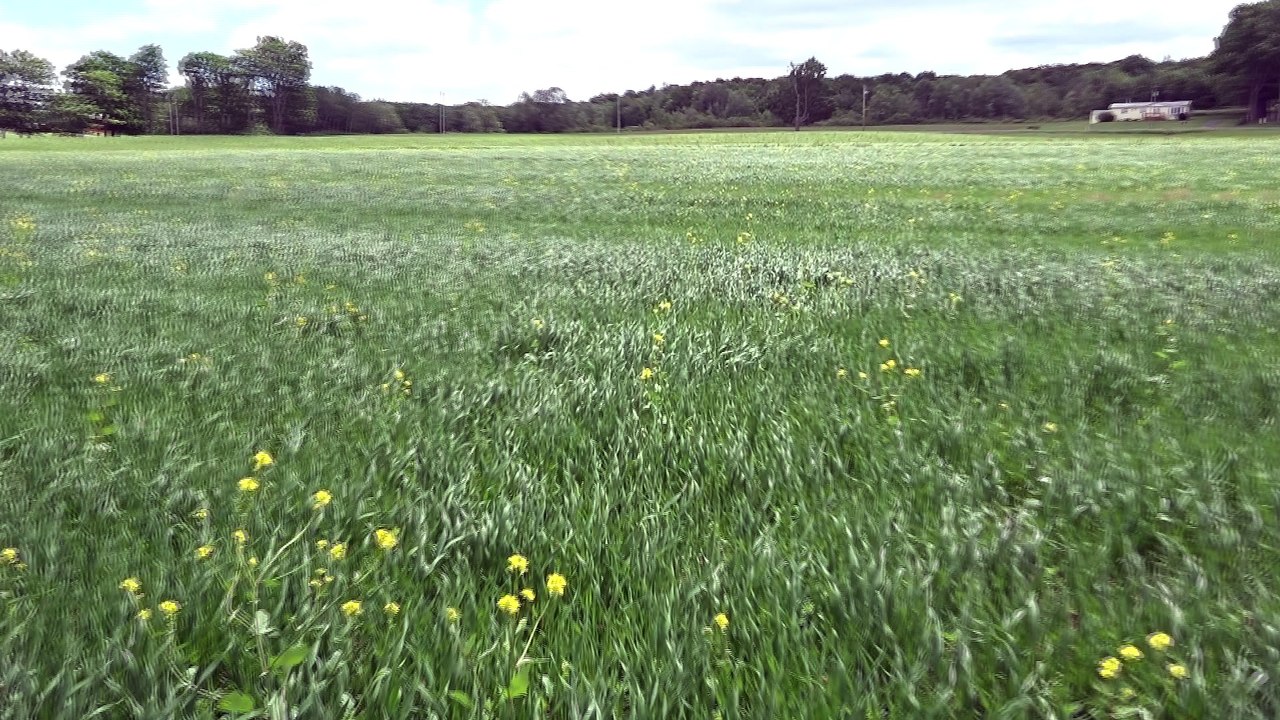 Wind blowing tall grass