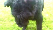 Bouvier