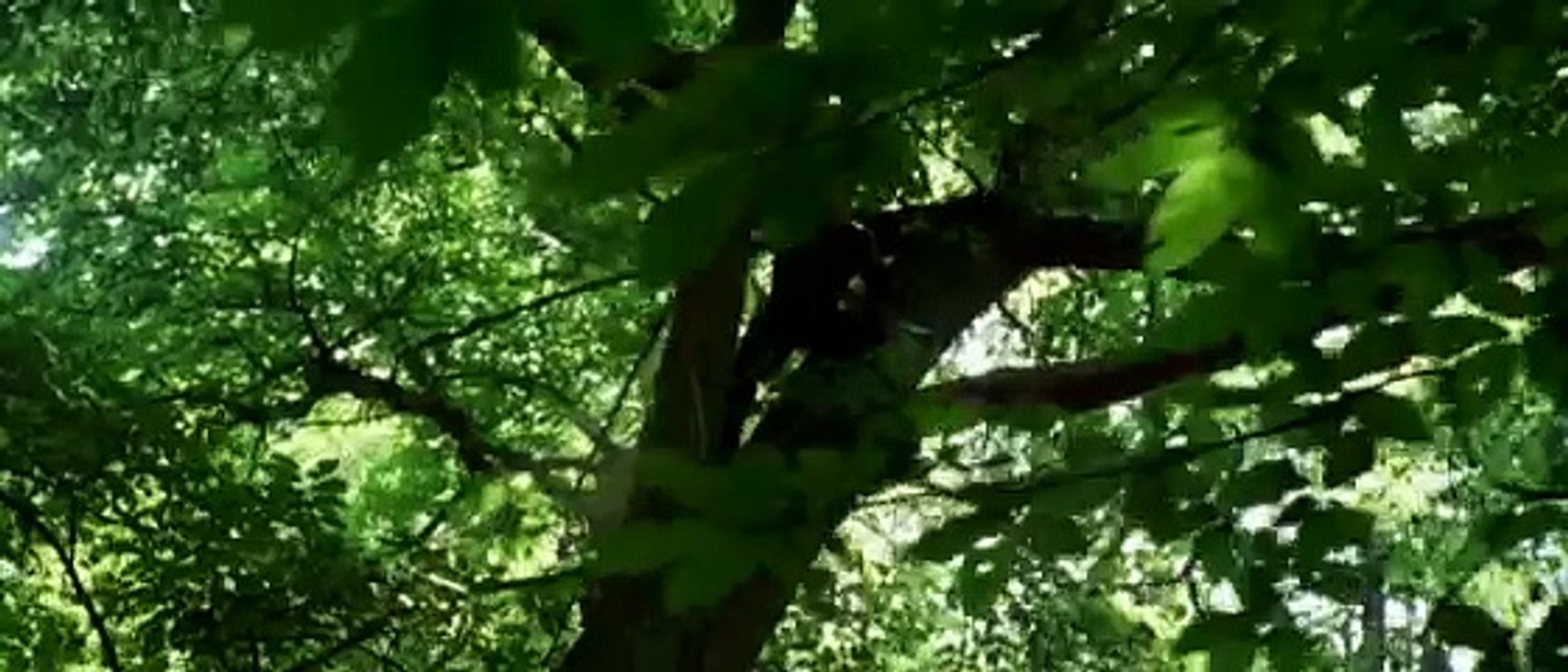 Robin des bois