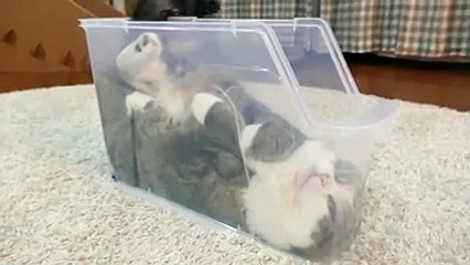 Funny Cats Compilation [Most See] Funny Cat Videos