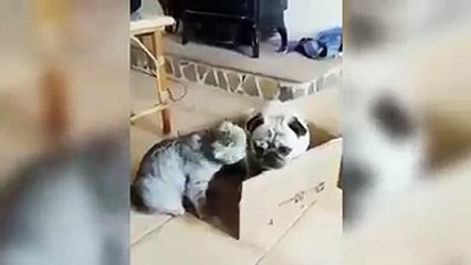 Funny Cats Compilation [Most See] Funny Cat Videos