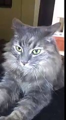 Funny Cats Compilation [Most See] Funny Cat Videos
