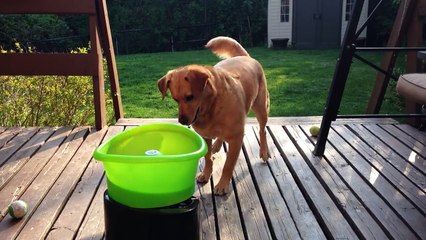 Buddy le chien plein de vie