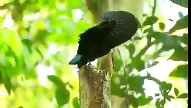 Mating Dance of Birds of Paradise