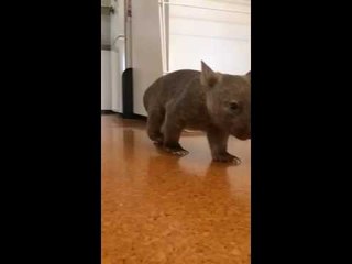 Sledujte ako Jack the Wombat beží v spomalenom zábere