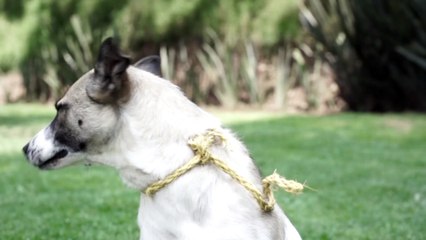 +KOTA: ¡Feliz día del padre!