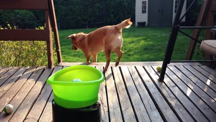 Un chien content de jouer avec son lanceur de balles