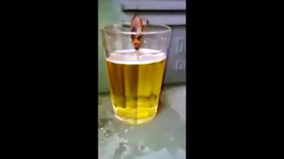 صرصور بني يشرب البيرة