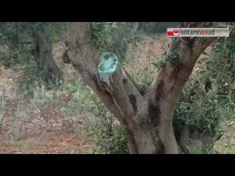 Tg Antenna Sud - Xylella, Emiliano: Faremo di tutto per evitare abbattimento