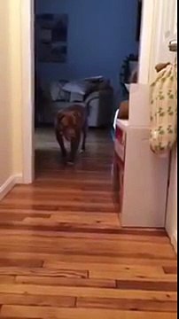 Un pitbull se déplace discrètement pour ne pas réveiller un chat !