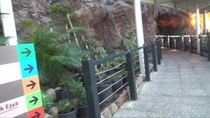 Konya Atlas Güvesi Kelebeği, Ağzı Olmadan Kozadan Çıkıyor ve Bir Hafta Yaşayabiliyor