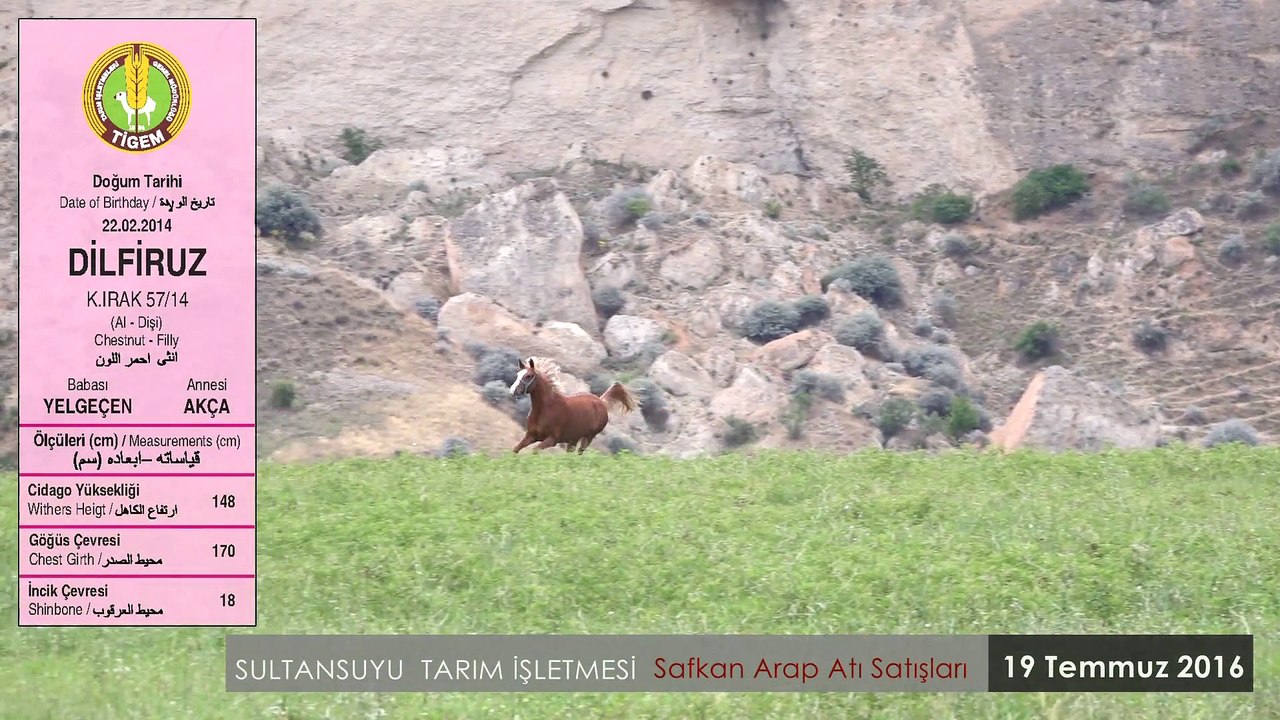 DİLFÜRUZ