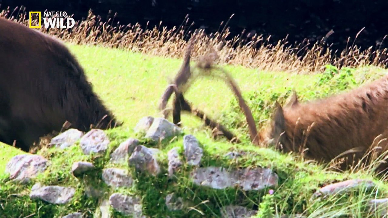 Les faces à face des Elans