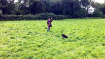 Gun Dog training a 10 month old cocker spaniel to hunt and retrieve to whistle