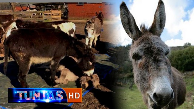 Heboh Fenomena Keledai Menangis - Tuntas 16 Juni 2016