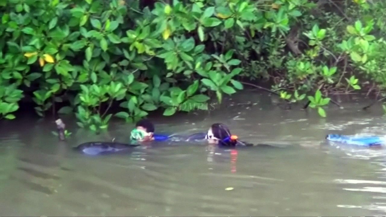 Rescuers struggle to save stranded whales in Indonesia