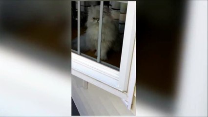 Ce chat dit au revoir à son maitre qui part au boulot... Petit coucou de la patte