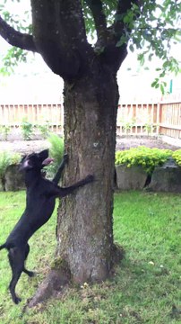 Un écureuil fait tourner fou un chien autour d'un arbre