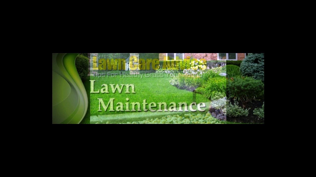 Lawn Care and Maintenance Tips By Professional Expert An Eye for Detail
