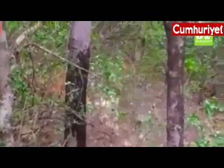 Kaplan ve leoparın ölüm kalım savaşı