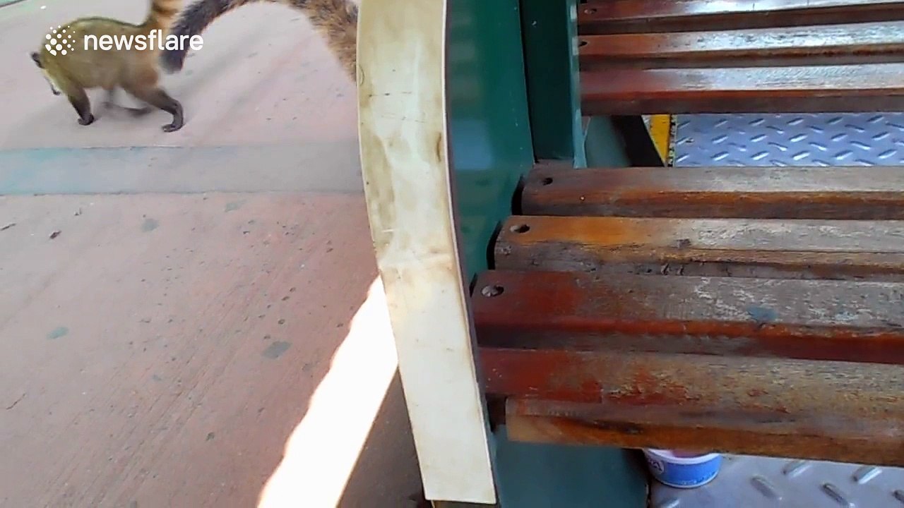 Sneaky coati eats ice cream before train departs