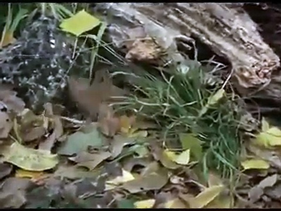 Amazing Videos 23