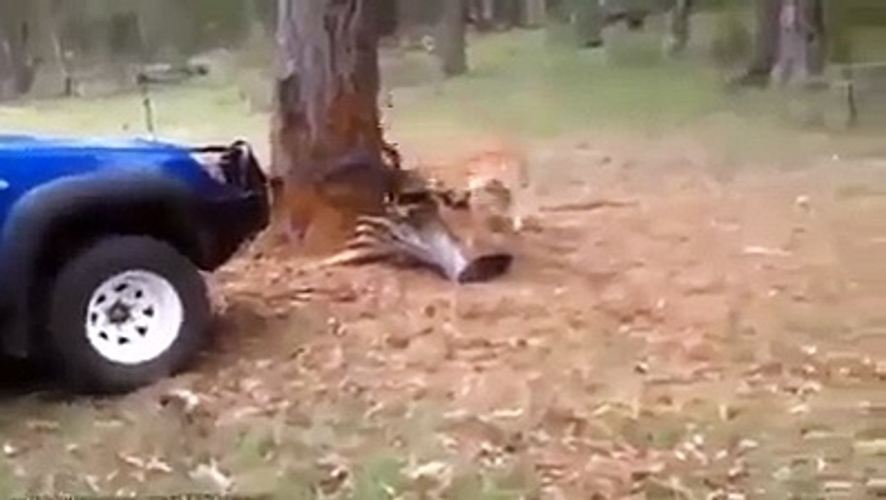 Amazing Videos 31