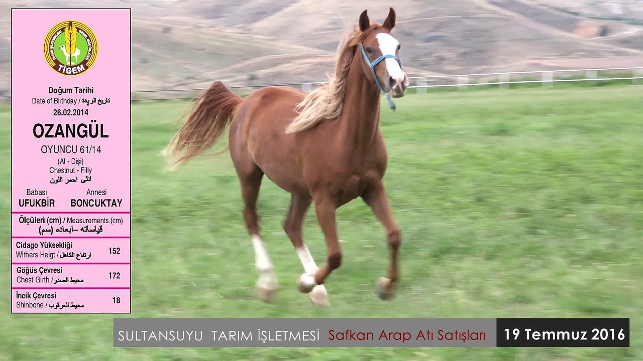OZANGÜL